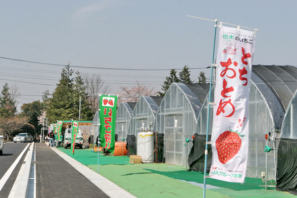 井頭観光いちご園